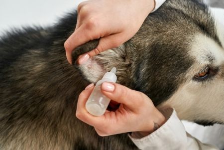 Ohrenreiniger für Haustiere - Herstellung von maßgeschneiderten Ohrenreinigern für Haustiere